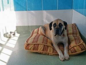 dog on bed