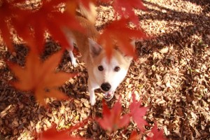 dog leaves