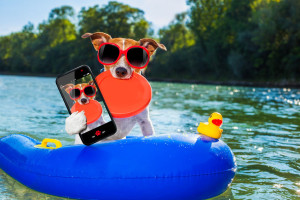 dog on boat