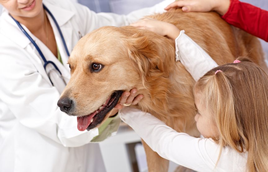 What Pet Vaccinations Are Needed? | The 