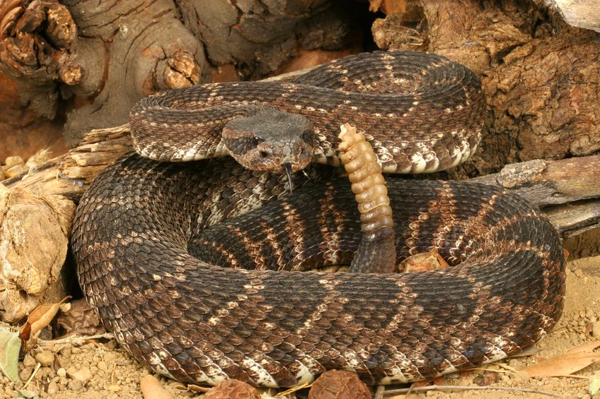 It’s Rattlesnake Season – Protect Your Dog