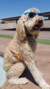 dog in bikini