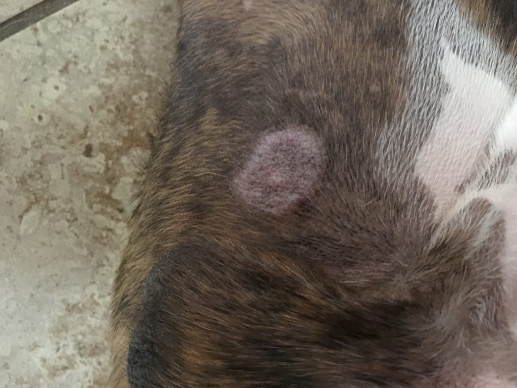 Yes, Your Pets Can Get Ringworm! | The Furshire