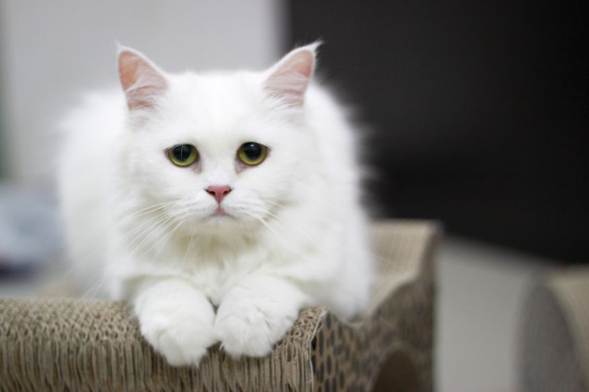 Kidney Disease in Cats