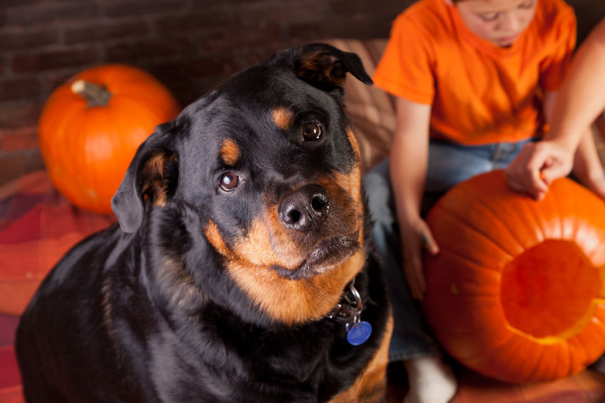 Tips to Keep Your Pets Safe at Halloween
