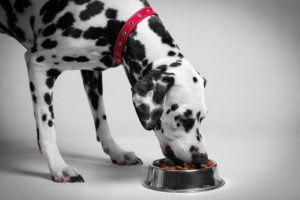 dalmation eating