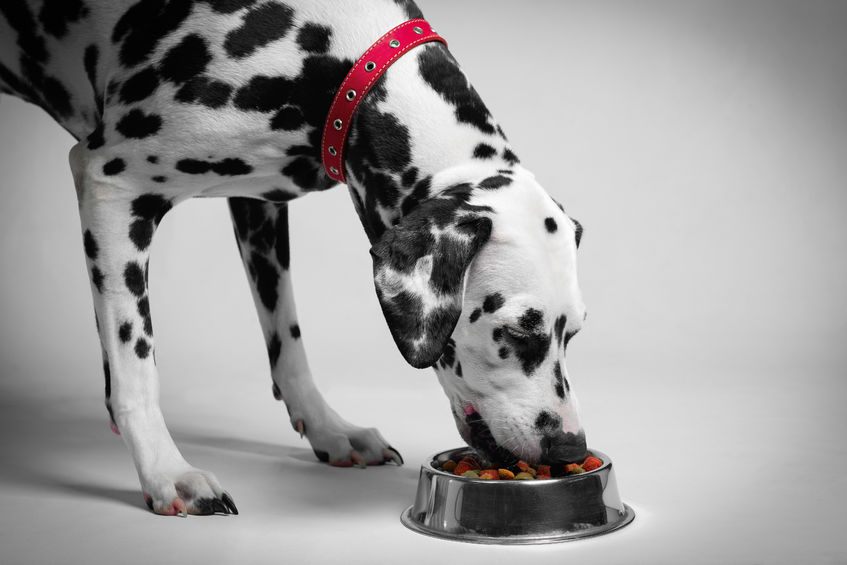 Choosing the Right Food for Your Pet