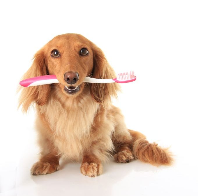 Does Your Pet Need Dental Care?