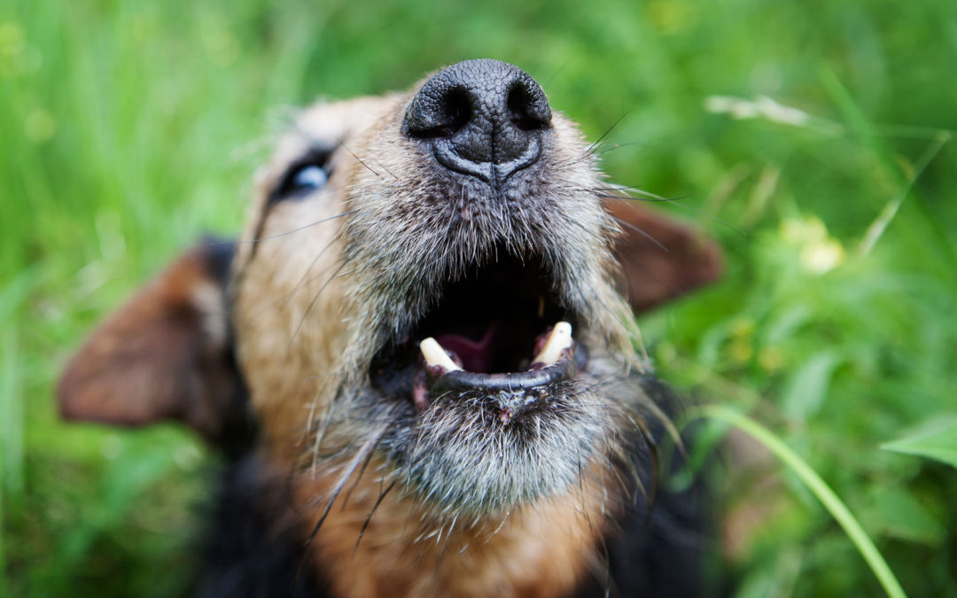 Is Your Dog Barking Too Much?