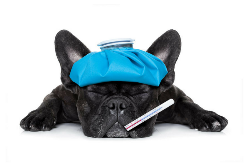 Common Kennel Cough Myths
